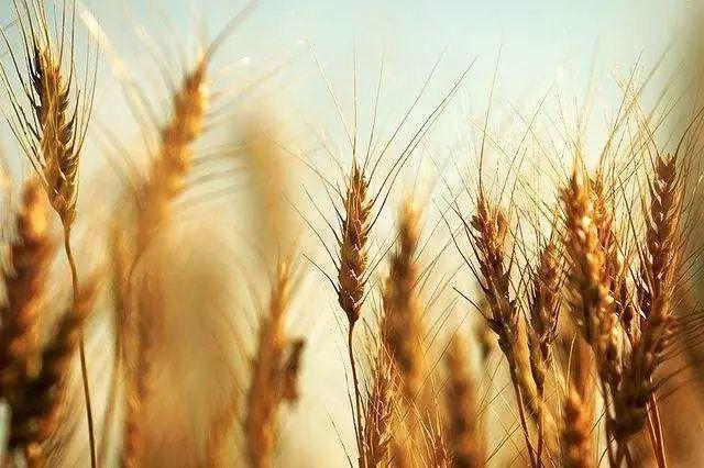 精酿啤酒厂家教您怎样鉴别原料大麦的质量